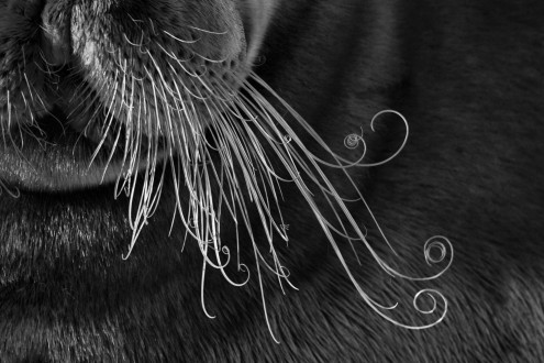 The whiskers of a bearded seal curl in the cold Arctic air.