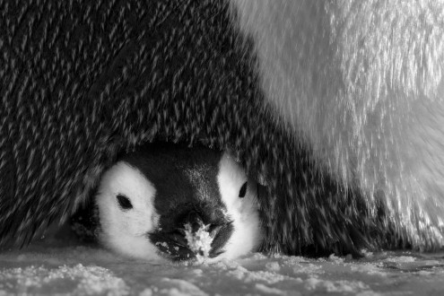 A tiny emperor penguin is safe from predators when its mother sits on it. 