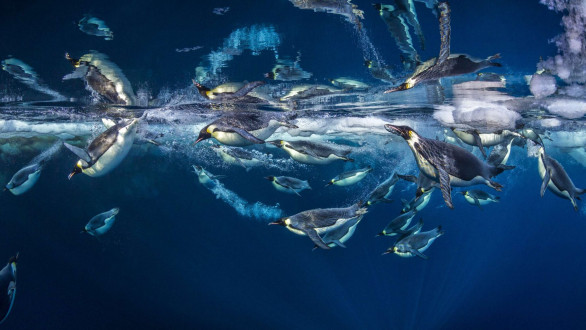 Spending time in the water, trying to be a "fly on the wall" as Emperor penguins went about their "comings-and-goings"
was one of the most amazing experiences I have had in nature.