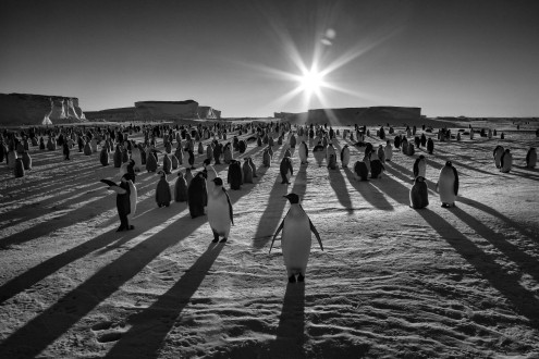 The sun skims across the horizon and casts the shadows of emperor penguins across the white seascape.