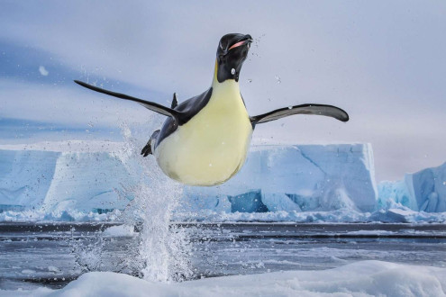 An emperor penguin momentarily takes flight as it leaps from the Ross Sea.