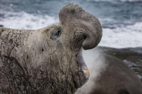 An 8,000-pound elephant seal bellows out over his harem, warning away rival males.