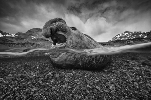 A dominant elephant seal bull defends his territory and harem on the shores of South Georgia.