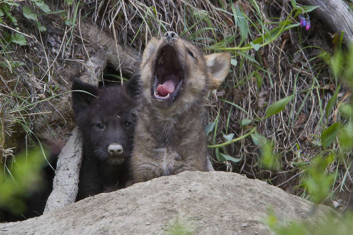Yukon Story-May/June around the Yukon: Bush Pilots, Snowshoe Hare and Dalls Sheep from Kluane.  Wolf Den and wolf pups from the Dezdeash River.