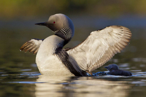 A loon bathes in the golden hour. 