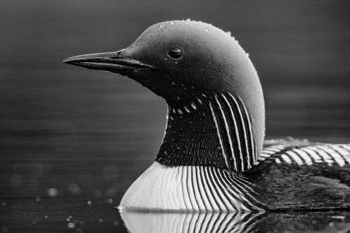 The portrait of a Pacific loon. 