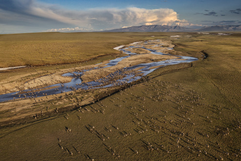 Aerials over the North Slope of Alaska of the Porcupine Caribou herd.