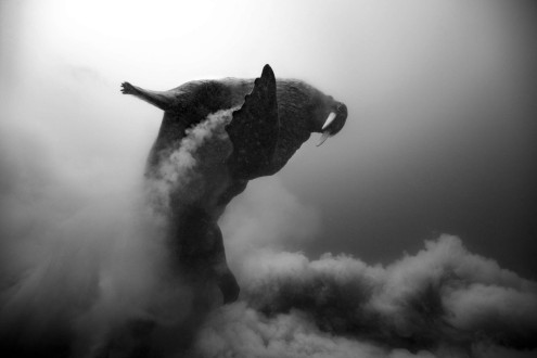A bull walrus explodes out of the mud and races for the surface after feeding on clams.