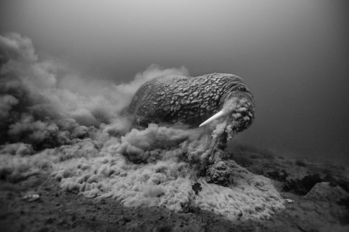 Such a big bull may stir up, shell, and suck down thousands of clams a day.