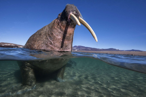 An Atlantic walrus plods toward shore after gorging on clams in the shallows. 