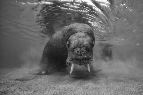 Walrus rely on a muzzle full of sensitive whiskers, called vibrissae, to help locate prey.
