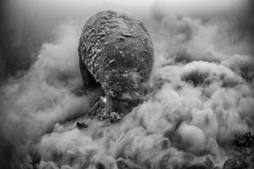 Walruses depend on dense clam beds for life sustaining nutrition.