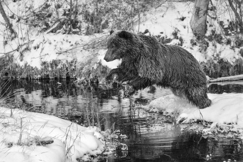 A grizzly leaps across a pond in the dead of winter.