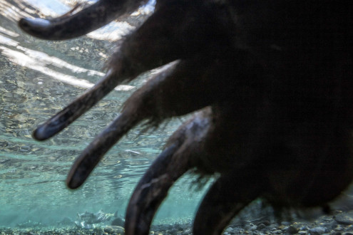 A bear inspects my underwater housing for brief moment before moving on.