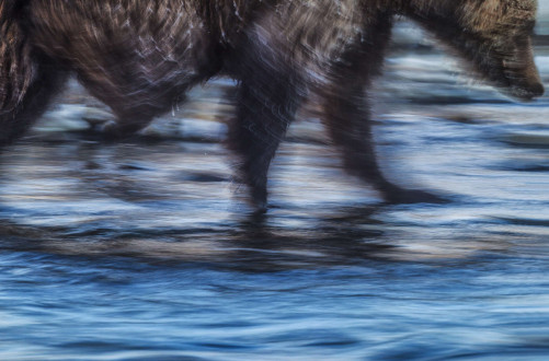 A bear races by me in the pursuit of his next meal.