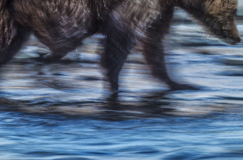 A bear races by me in the pursuit of his next meal. 