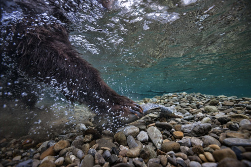 A dead salmon is caught in a back eddy and makes an easy meal for this grizzly.