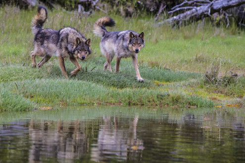 Rain Wolves-Round 2.
Coastal rain wolves live on the outer Islands of the BC coast.  
Wolves on these Islands live on a very diverse selection of food including deer, chitons in the intertidal zone and recently, they have started taking notice in dogs which has lead to the demise of many of these wolves living around coastal towns.