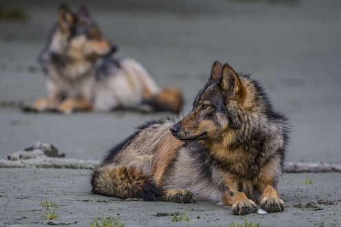 Rain Wolves-Round 2.
Coastal rain wolves live on the outer Islands of the BC coast.  

Wolves on these Islands live on a very diverse selection of food including deer, chitons in the intertidal zone and recently, they have started taking notice in dogs which has lead to the demise of many of these wolves living around coastal towns.