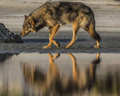 Rain Wolves-Round 2.
Coastal rain wolves live on the outer Islands of the BC coast.  

Wolves on these Islands live on a very diverse selection of food including deer, chitons in the intertidal zone and recently, they have started taking notice in dogs which has lead to the demise of many of these wolves living around coastal towns.