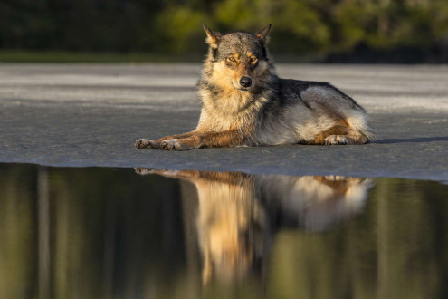 Rain Wolves-Round 2.
Coastal rain wolves live on the outer Islands of the BC coast.  
Wolves on these Islands live on a very diverse selection of food including deer, chitons in the intertidal zone and recently, they have started taking notice in dogs which has lead to the demise of many of these wolves living around coastal towns.
