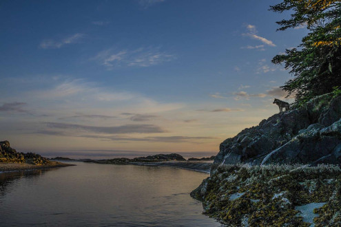 Rain Wolves-Round 2.
Coastal rain wolves live on the outer Islands of the BC coast.  

Wolves on these Islands live on a very diverse selection of food including deer, chitons in the intertidal zone and recently, they have started taking notice in dogs which has lead to the demise of many of these wolves living around coastal towns.