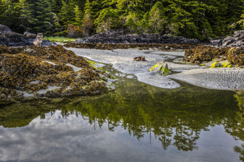 Rain Wolves-Round 2.
Coastal rain wolves live on the outer Islands of the BC coast.  
Wolves on these Islands live on a very diverse selection of food including deer, chitons in the intertidal zone and recently, they have started taking notice in dogs which has lead to the demise of many of these wolves living around coastal towns.