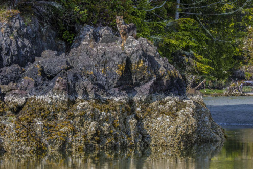 Rain Wolves-Round 2.
Coastal rain wolves live on the outer Islands of the BC coast.  
Wolves on these Islands live on a very diverse selection of food including deer, chitons in the intertidal zone and recently, they have started taking notice in dogs which has lead to the demise of many of these wolves living around coastal towns.