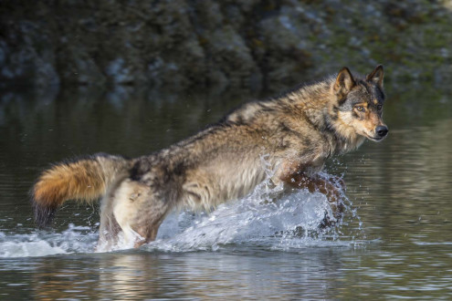 Rain Wolves-Round 2.
Coastal rain wolves live on the outer Islands of the BC coast.  
Wolves on these Islands live on a very diverse selection of food including deer, chitons in the intertidal zone and recently, they have started taking notice in dogs which has lead to the demise of many of these wolves living around coastal towns.