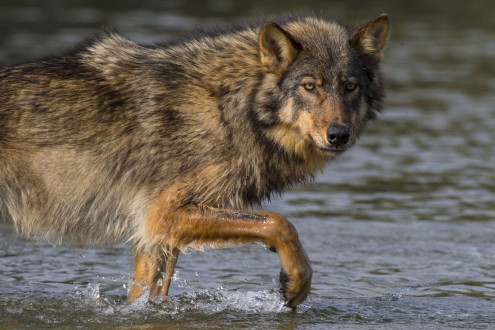 Rain Wolves-Round 2.
Coastal rain wolves live on the outer Islands of the BC coast.  
Wolves on these Islands live on a very diverse selection of food including deer, chitons in the intertidal zone and recently, they have started taking notice in dogs which has lead to the demise of many of these wolves living around coastal towns.