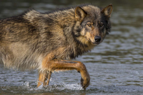 Rain Wolves-Round 2.
Coastal rain wolves live on the outer Islands of the BC coast.  

Wolves on these Islands live on a very diverse selection of food including deer, chitons in the intertidal zone and recently, they have started taking notice in dogs which has lead to the demise of many of these wolves living around coastal towns.