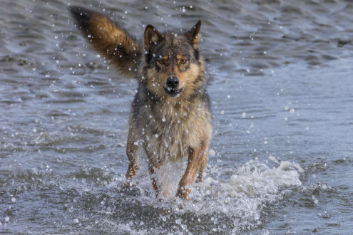 Rain Wolves-Round 2.
Coastal rain wolves live on the outer Islands of the BC coast.  
Wolves on these Islands live on a very diverse selection of food including deer, chitons in the intertidal zone and recently, they have started taking notice in dogs which has lead to the demise of many of these wolves living around coastal towns.