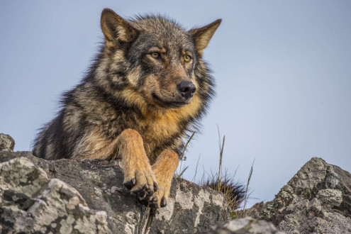 Rain Wolves-Round 2.
Coastal rain wolves live on the outer Islands of the BC coast.  
Wolves on these Islands live on a very diverse selection of food including deer, chitons in the intertidal zone and recently, they have started taking notice in dogs which has lead to the demise of many of these wolves living around coastal towns.