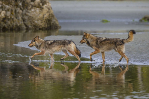 Rain Wolves-Round 2.
Coastal rain wolves live on the outer Islands of the BC coast.  
Wolves on these Islands live on a very diverse selection of food including deer, chitons in the intertidal zone and recently, they have started taking notice in dogs which has lead to the demise of many of these wolves living around coastal towns.