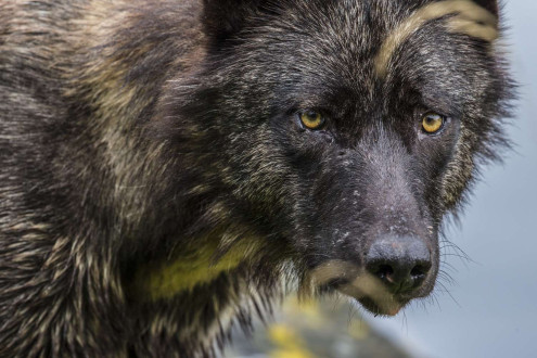 Rain wolves of the BC Coast live on a diverse diet.  They are smaller than timber wolves.