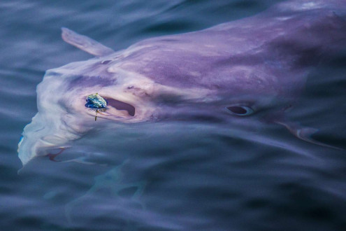 A mola mola, or ocean sunfish, chases a by-the-wind sailor.