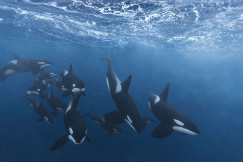 Like a well-choreographed ballet, a pod uses carefully coordinated hunting tactics to round up and consume as much fish as they possibly can.