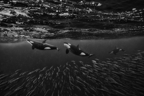 A pod of orcas control the movement of a school of herring as they pick off one fish at a time.