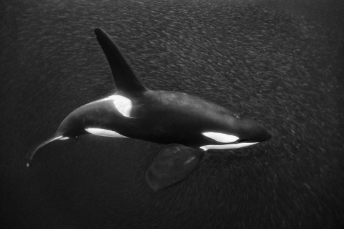 A large male orca attempts to push and corral a large school of herring in the fjords of northern Norway in the heart of the winter.