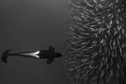 An orca pushes the herring ball into the shallows, where the entire pod can feed.