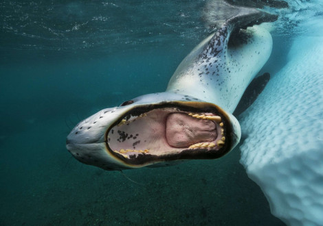 A leopard seal does a playful threat-display by opening its jaws as wide as possible.