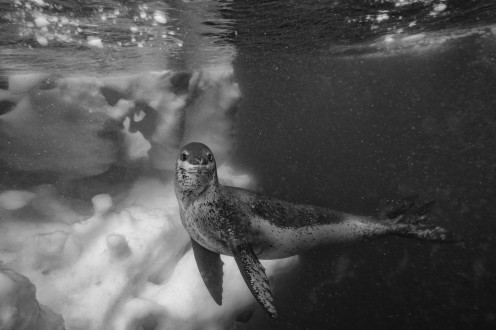 A leopard seal arches its body to show its true size.