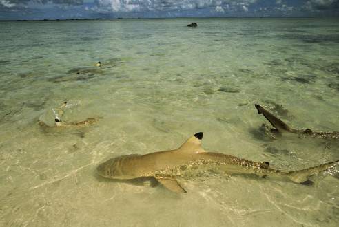 Blacktip reef sharks circle in the waters of Nikumaroro lagoon.