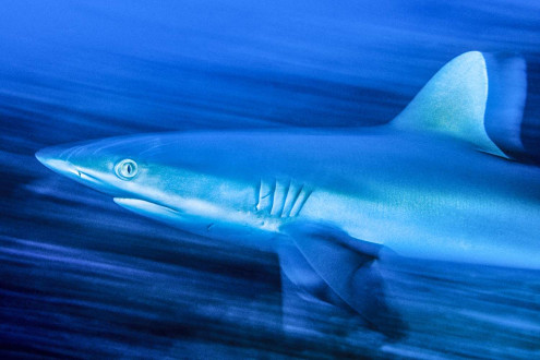 Witnessing the speed of a blue shark off the coast of British Columbia. 