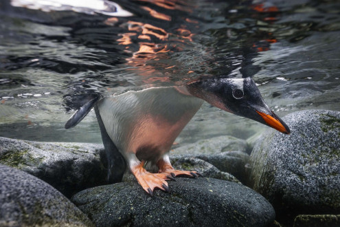 A gentoo penguin checks to make sure the coast is clear of leopard seals before heading offshore.