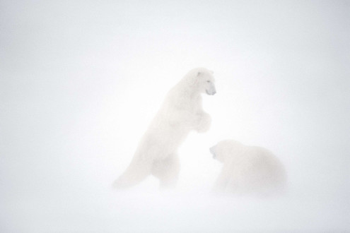 Polar bears box it out during a blizzard in the Canadian Arctic.