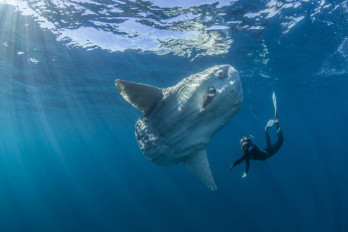 A large 1000 pound mola mola and April Bencze get to know one another eighty miles off the west coast of British Columbia.