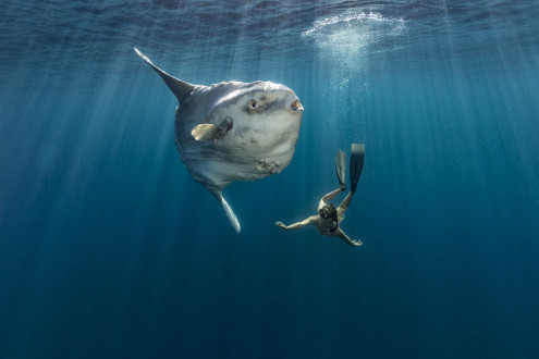 A giant ocean sunfish and a free diver perform a blue-water ballet.