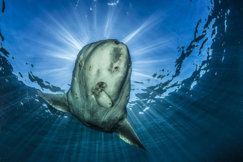 A mola mola relaxes at the surface off the coast of British Columbia waiting for seagulls to come and clean off the parasites from its body.