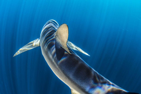 A blue shark travels through shafts of light in the deep blue water.